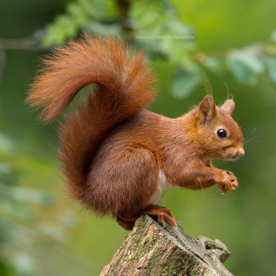 Diamond Painting Eichhörnchen im Grünen, 180 Farben rund