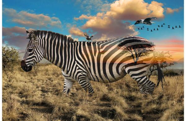 Call of the Wild Zebra Panel